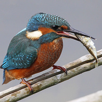 Buy canvas prints of  Kingfisher fishing by Martyn Wraight