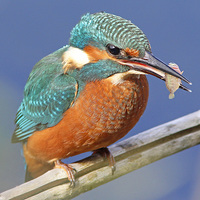 Buy canvas prints of  Kingfisher's fish supper by Martyn Wraight