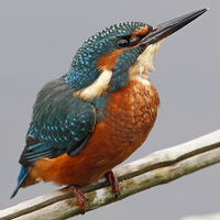 Buy canvas prints of  A Kingfisher chilling out perched over Spynie Loc by Martyn Wraight
