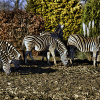 Buy canvas prints of  Zebras by michael mcfarlane