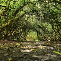 Buy canvas prints of  tunnel of trees by craig preece