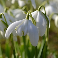 Buy canvas prints of Snowdrops by Paul Collis