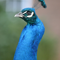 Buy canvas prints of  Peacock by Paul Collis