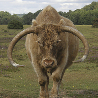 Buy canvas prints of  The Bull by Paul Collis
