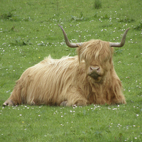 Buy canvas prints of HIghland Cow by Paul Collis
