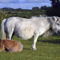 Buy canvas prints of  New forest Pony and Foal by Paul Collis