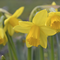 Buy canvas prints of Daffodils by Paul Collis