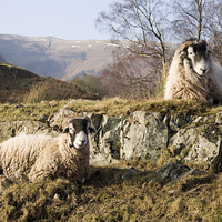 Buy canvas prints of  Sheep in the lakes by Paul Collis