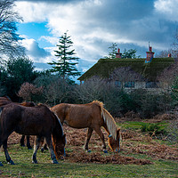 Buy canvas prints of New forest ponies by Paul Collis