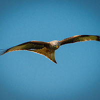 Buy canvas prints of Red Kite by Paul Collis