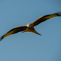 Buy canvas prints of Scottish Red Kite by Paul Collis
