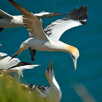 Buy canvas prints of Gannet over head by Paul Collis