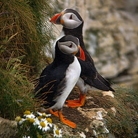 Buy canvas prints of Puffins                 by Paul Collis