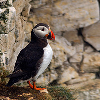 Buy canvas prints of Puffin                       by Paul Collis