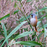 Buy canvas prints of Bearded tit in reeds by Paul Collis