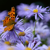 Buy canvas prints of Butterfly on flower by Paul Collis