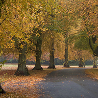 Buy canvas prints of  Autumn Colours by Peter Yardley