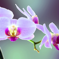 Buy canvas prints of  Moth Orchid #1 by Peter Yardley