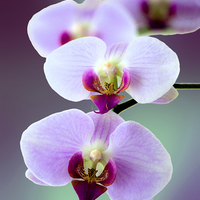 Buy canvas prints of Moth Orchid #2  by Peter Yardley
