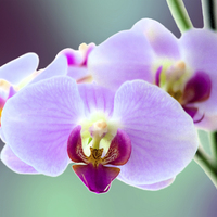 Buy canvas prints of  Moth Orchid #3 by Peter Yardley