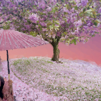 Buy canvas prints of  Cherry Blossom With Geisha by Peter Yardley