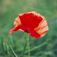 Buy canvas prints of Poppy…In Remembrance  by Peter Yardley