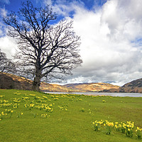 Buy canvas prints of Ullswater Daffodils by Peter Yardley
