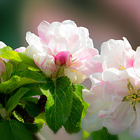 Buy canvas prints of Apple Blossom by Peter Yardley