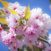 Buy canvas prints of Cherry Blossom by Peter Yardley
