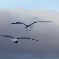 Buy canvas prints of  Seagulls in flight by Ian Somerville