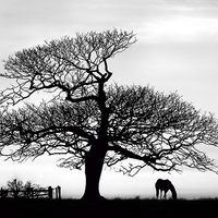 Buy canvas prints of  silhouette of tree and horse  by Ian Somerville