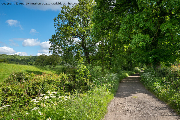 English country lane in early summer Picture Board by Andrew Kearton