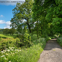 Buy canvas prints of English country lane in early summer by Andrew Kearton