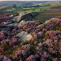 Buy canvas prints of Heather at the Worm Stones, Glossop, Derbyshire by Andrew Kearton