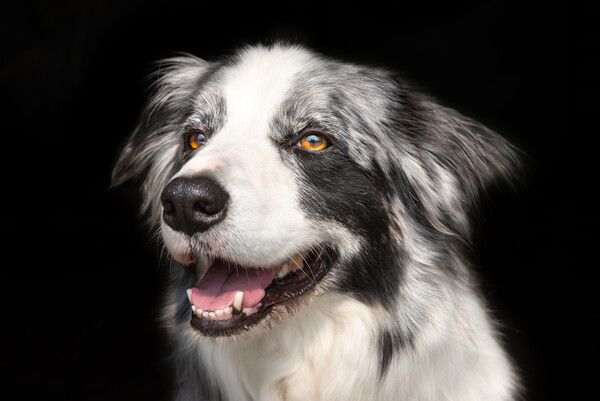 Beautiful Blue Merle Border Collie Picture Board by Andrew Kearton