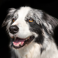 Buy canvas prints of Beautiful Blue Merle Border Collie by Andrew Kearton