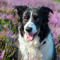 Buy canvas prints of Border Collie in summer heather by Andrew Kearton