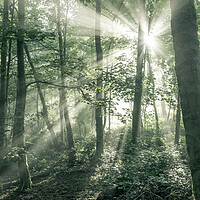Buy canvas prints of Morning sunlight in an English woodland by Andrew Kearton