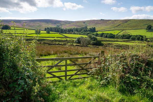 Late summer countryside near Glossop in the High Peak Picture Board by Andrew Kearton