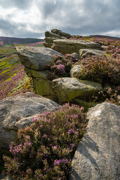 Heather blooming around theThe Worm Stones, Glossop, Derbyshire Picture Board by Andrew Kearton