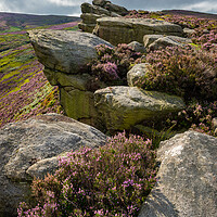 Buy canvas prints of Heather blooming around theThe Worm Stones, Glossop, Derbyshire by Andrew Kearton