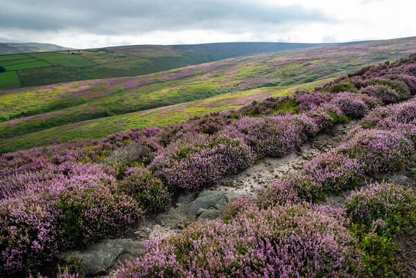 Path on the heather moorland above Glossop in the High Peak Picture Board by Andrew Kearton