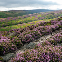 Buy canvas prints of Path on the heather moorland above Glossop in the High Peak by Andrew Kearton