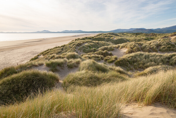 Harlech beach and dunes at sunset Picture Board by Andrew Kearton