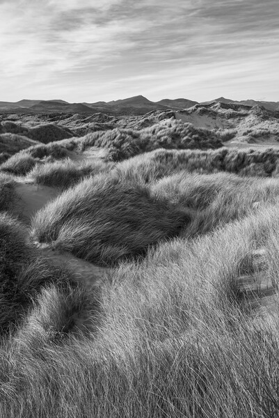 Harlech Dunes, North Wales Picture Board by Andrew Kearton