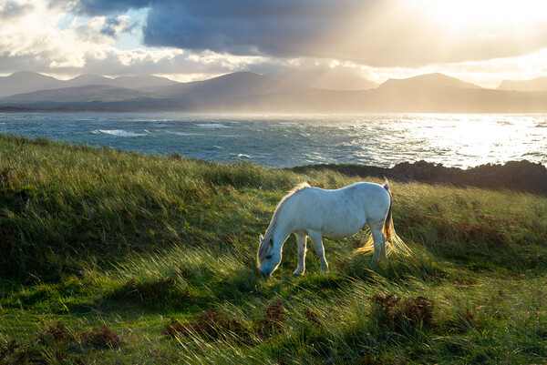 Wild pony on Llanddwyn Island, Anglesey, Wales Picture Board by Andrew Kearton