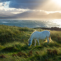Buy canvas prints of Wild pony on Llanddwyn Island, Anglesey, Wales by Andrew Kearton