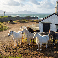 Buy canvas prints of Wild Carneddau ponies at Ynys Llanddwyn by Andrew Kearton