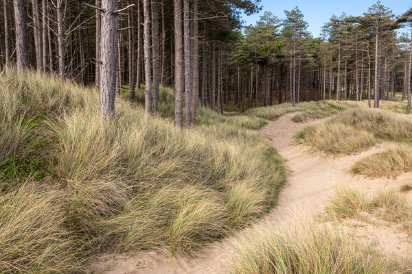 Newborough forest and dunes, Anglesey Picture Board by Andrew Kearton