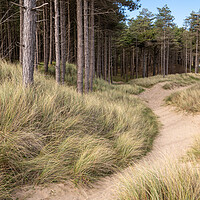 Buy canvas prints of Newborough forest and dunes, Anglesey by Andrew Kearton